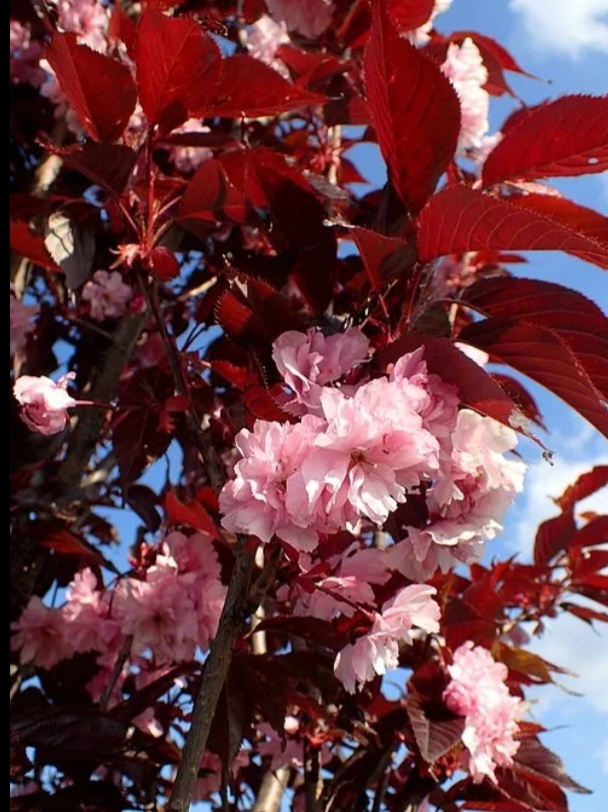 Prunus serrulata 'Royal Burgundy'/ Bordó levelű japán díszcseresznye