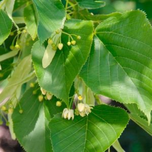Tilia americana 'Nova'/ Amerikai Hárs