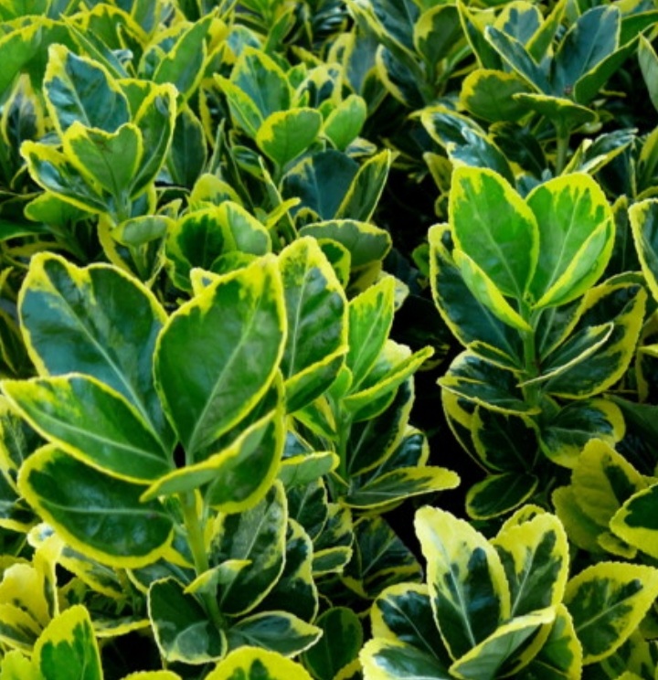Euonymus japonicus 'Marieke'/ Japán kecskerágó