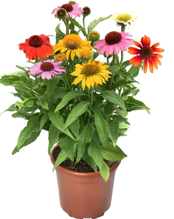 Echinacea 'Praire Blaze Mix'/ Kasvirág