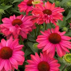 Echinacea 'Sunseekers Pink Grapefruit'/ Kasvirág