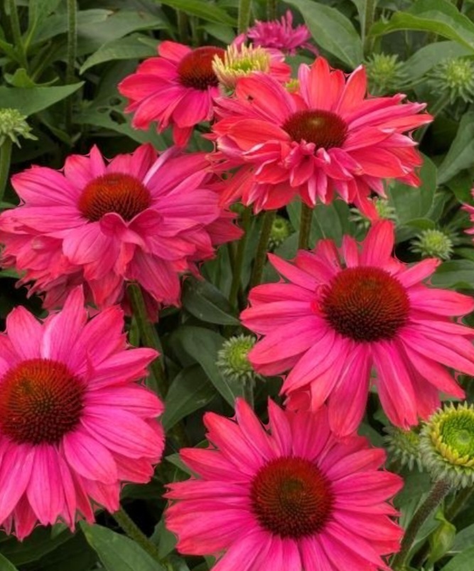 Echinacea 'Sunseekers Pink Grapefruit'/ Kasvirág