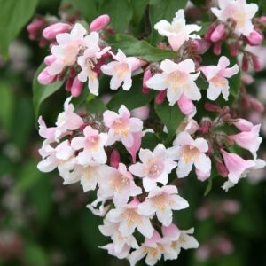 Kolkwitzia amabilis 'Pink Cloud'/ Viráglonc