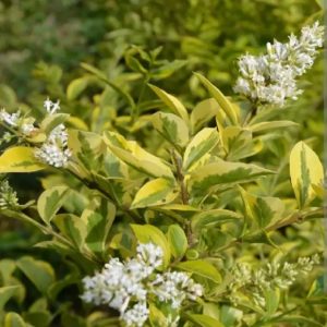 Ligustrum ovalifolium 'Argenteomarginata'/ Aranytarka levelű fagyal