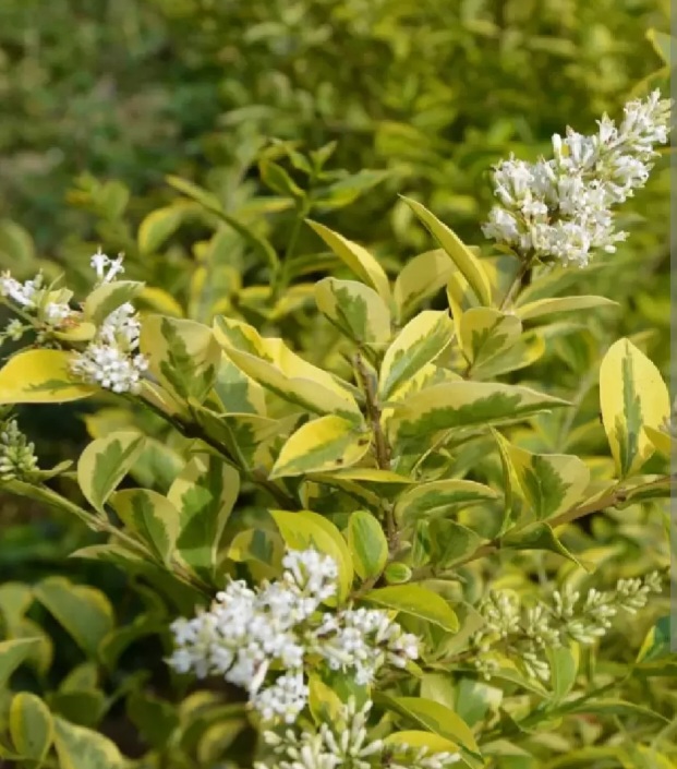 Ligustrum ovalifolium 'Argenteomarginata'/ Aranytarka levelű fagyal