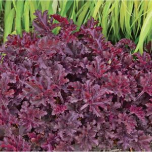 Heuchera x hybrida 'Melting Fire'/ Tűzeső (Tűzgyöngyvirág)