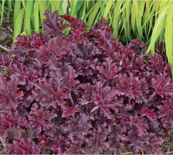 Heuchera x hybrida 'Melting Fire'/ Tűzeső (Tűzgyöngyvirág)