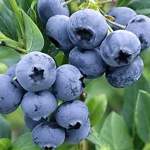 Vaccinium corymbosum 'Bonus'/ Óriás áfonya