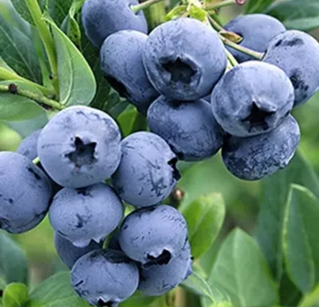Vaccinium corymbosum 'Bonus'/ Óriás áfonya