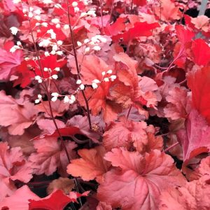 Heuchera 'Forever Red'/ Tűzeső (Tűzgyöngyvirág)