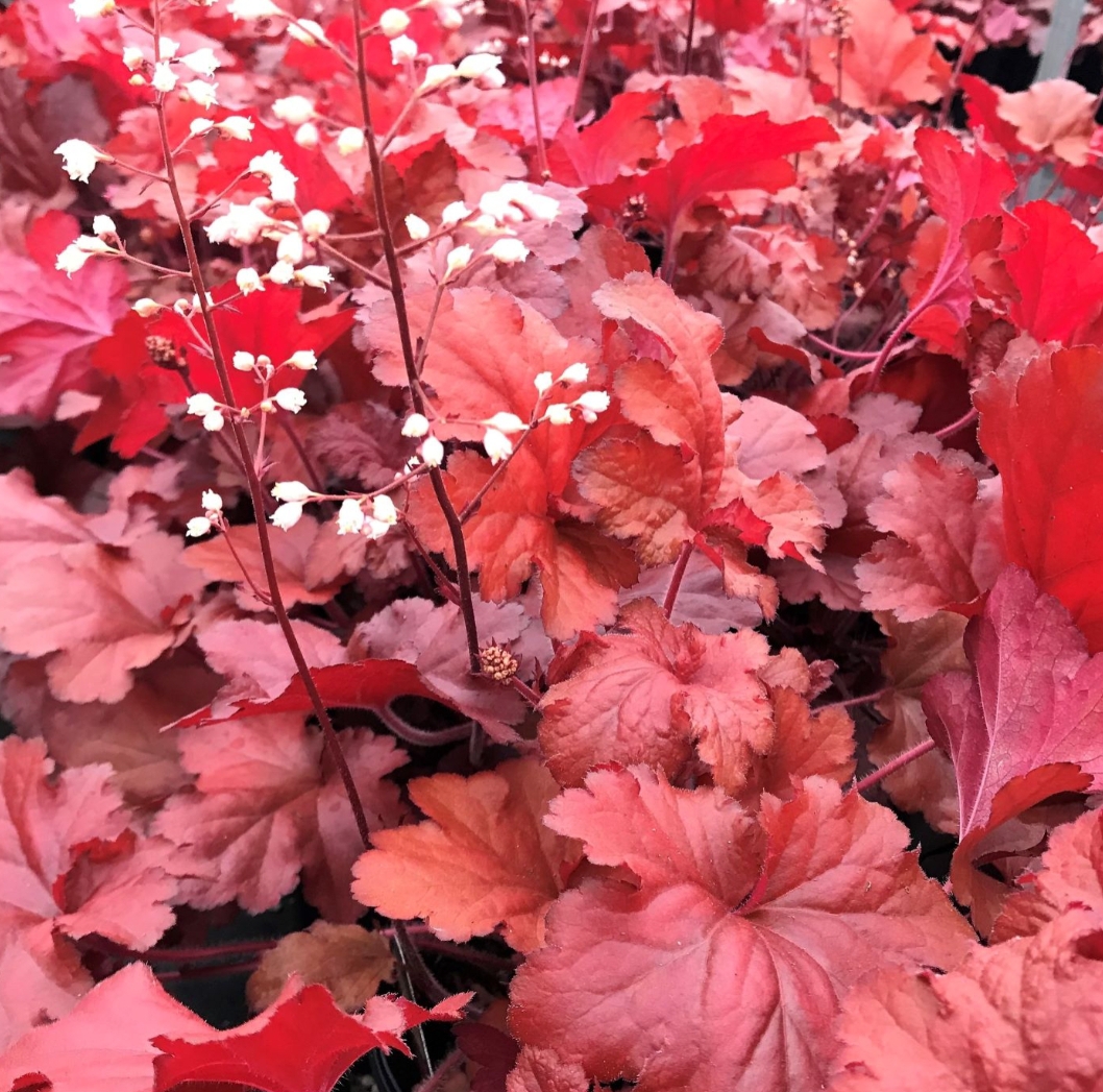 Heuchera 'Forever Red'/ Tűzeső (Tűzgyöngyvirág)