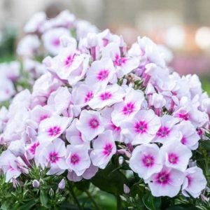 Phlox paniculata 'Flame So Soft Pink'/ Bugás lángvirág
