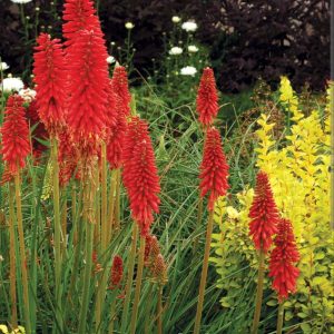 Kniphofia 'Poco Red'/ Fürtös fáklyaliliom