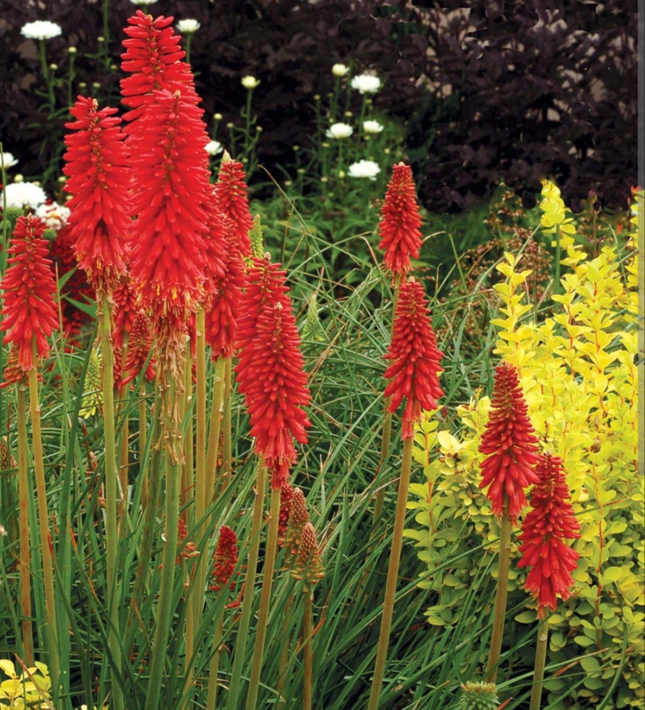 Kniphofia 'Poco Red'/ Fürtös fáklyaliliom