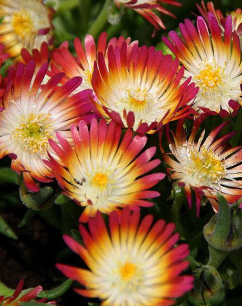 Delosperma 'Jewel of Desert Ruby'/ Kristályvirág