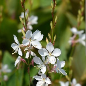 Gaura lindheimeri 'Gambit White'/ Díszgyertya