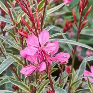 Gaura lindheimeri 'Gambit Rose Bicolor'/ Díszgyertya