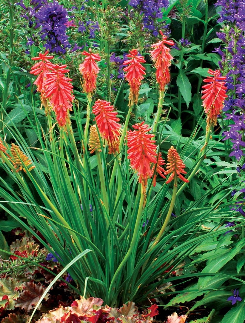 Kniphofia 'Poco Red'/ Fürtös fáklyaliliom - Image 2