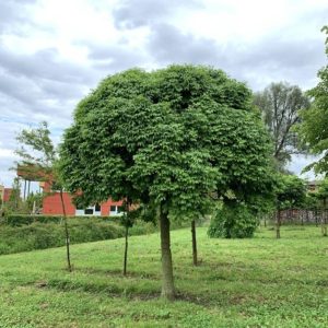 Fraxinus ornus 'Mecsek'/ Gömbkőris