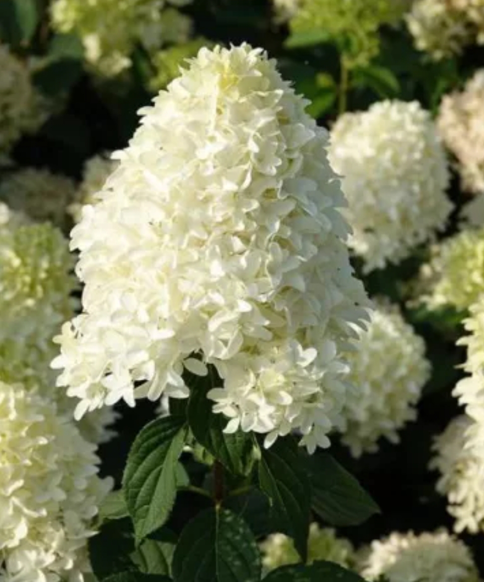 Hydrangea paniculata 'Phantom'/ Bugás hortenzia