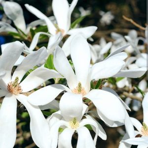 Magnolia loebneri 'Kobus'/ Japán liliomfa