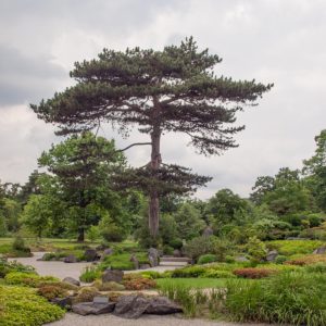 Pinus nigra/ Feketefenyő