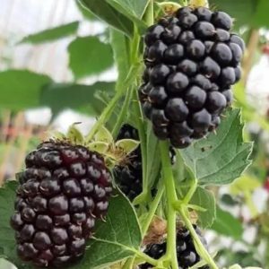 Rubus fruticosus 'Gloria'/ Tüskétlen szeder