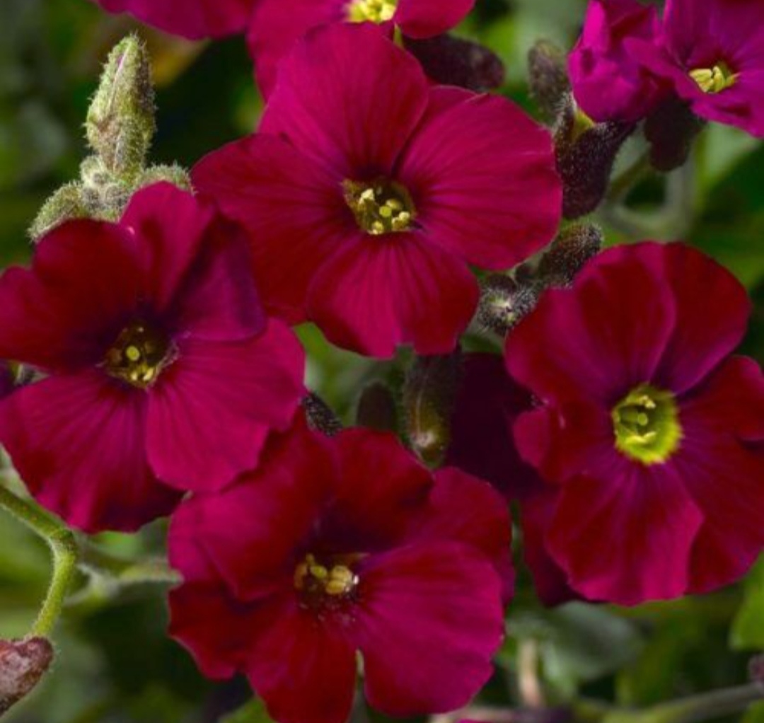 Aubrieta cultorum 'Axcent Burgundy Improved'/ Pázsitviola