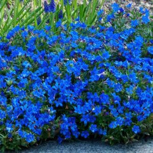 Lithodora diffusa 'Tidepool Sky Blue'/ Kőmagcserje