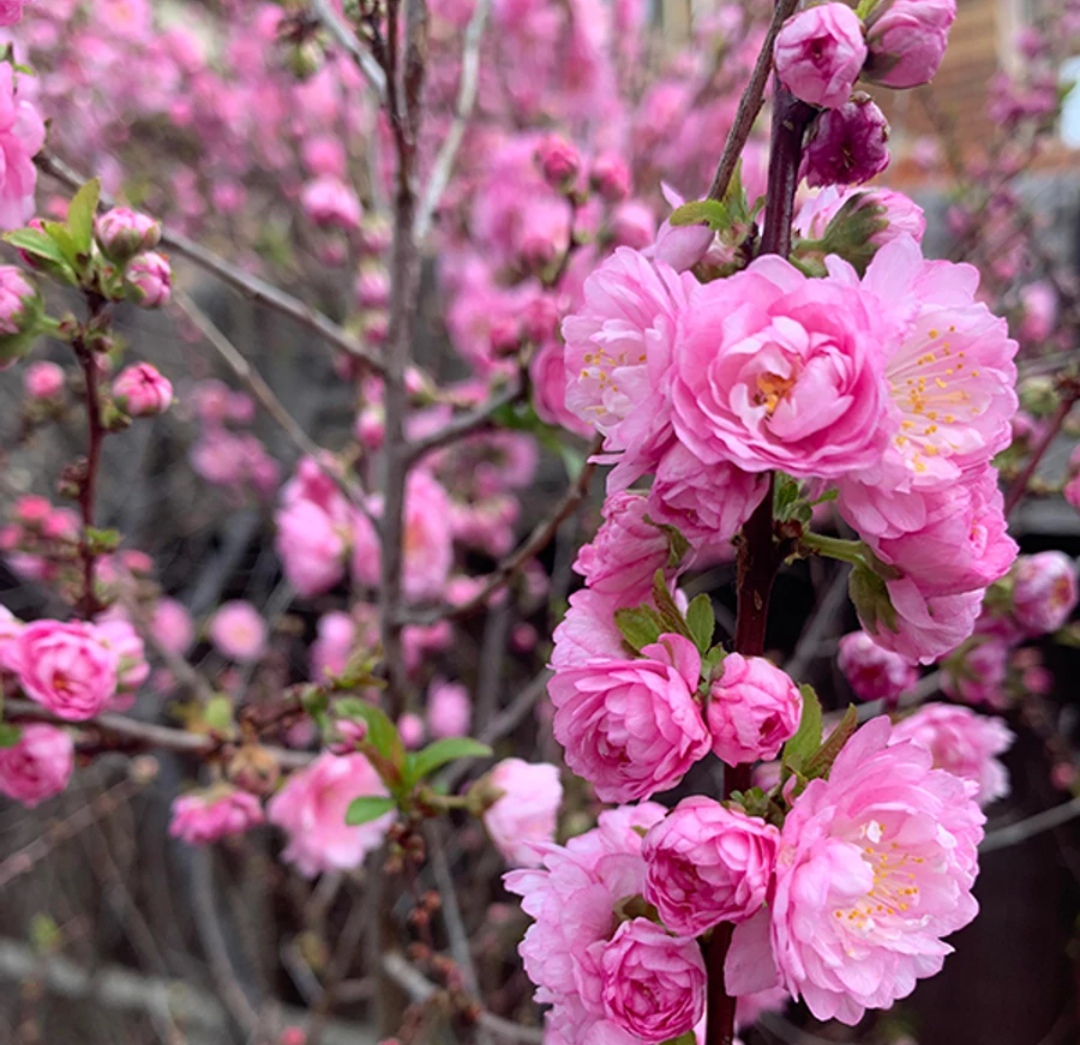 Prunus triloba 'Multiplex'/ Teltvirágú babarózsa