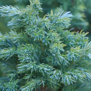 Juniperus media 'Pfitzeriana Glauca'/ Kék terülő boróka