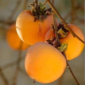 Diospyros kaki 'Vaniglia'/ Datolyaszilva