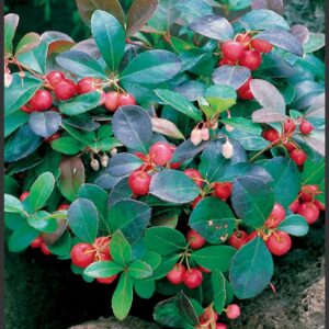 Gaultheria procumbens / Kúszó fajdbogyó