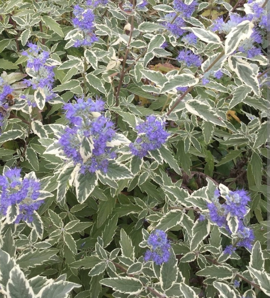 Caryopteris clandonensis 'White Surprise'/ Fehér tarka Kékszakáll