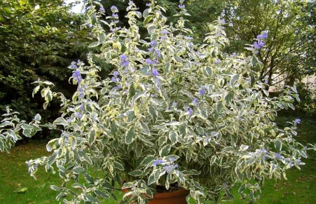 Caryopteris clandonensis 'White Surprise'/ Fehér tarka Kékszakáll - Image 2