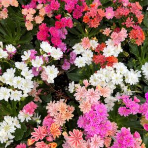 Lewisia cotyledon 'Elise mix'/ Dohánygyökér