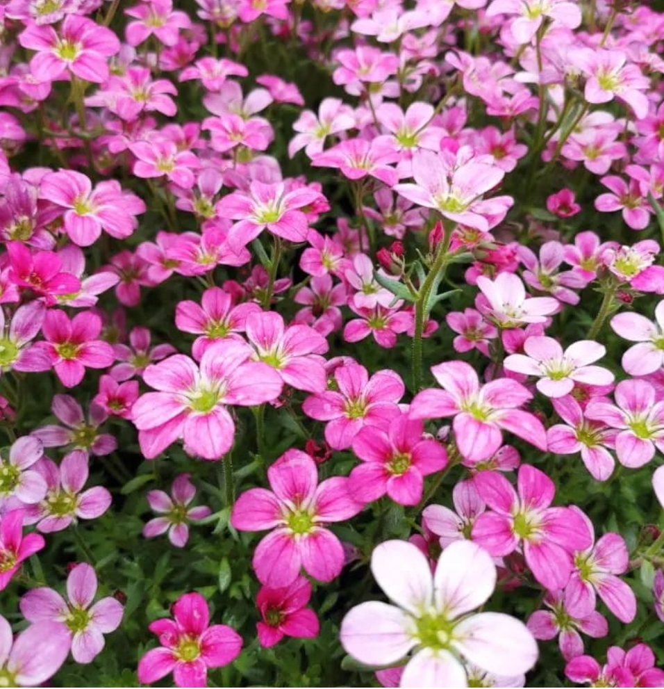 Saxifraga x arendsi 'Alpino Early Carnival'/ Mohalevelű kőtörőfű