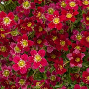 Saxifraga x arendsii 'Touran Deep Red'/ Mohalevelű kőtörőfű