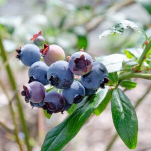 Vaccinium corymbosum 'Toro'/ Magasbokrú áfonya