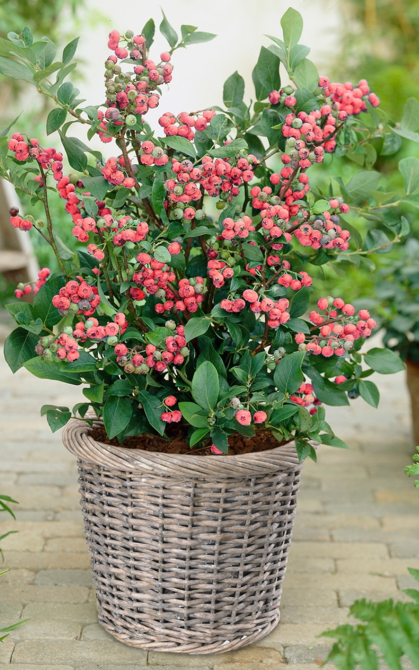 Vaccinium corymbosum 'Pink Lemonade'/ Magasbokrú rózsaszín áfonya - Image 2