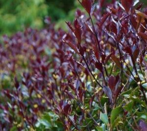Osmanthus heterophyllus 'Purpureus'/ Bronzlevelű illatcserje