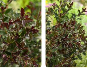 Osmanthus heterophyllus 'Purpureus'/ Bronzlevelű illatcserje - Image 2