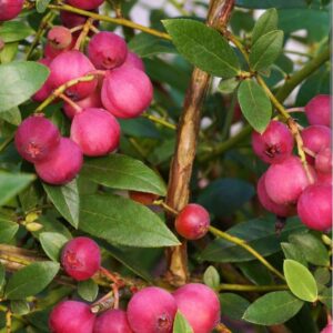 Vaccinium corymbosum 'Pink Lemonade'/ Magasbokrú rózsaszín áfonya