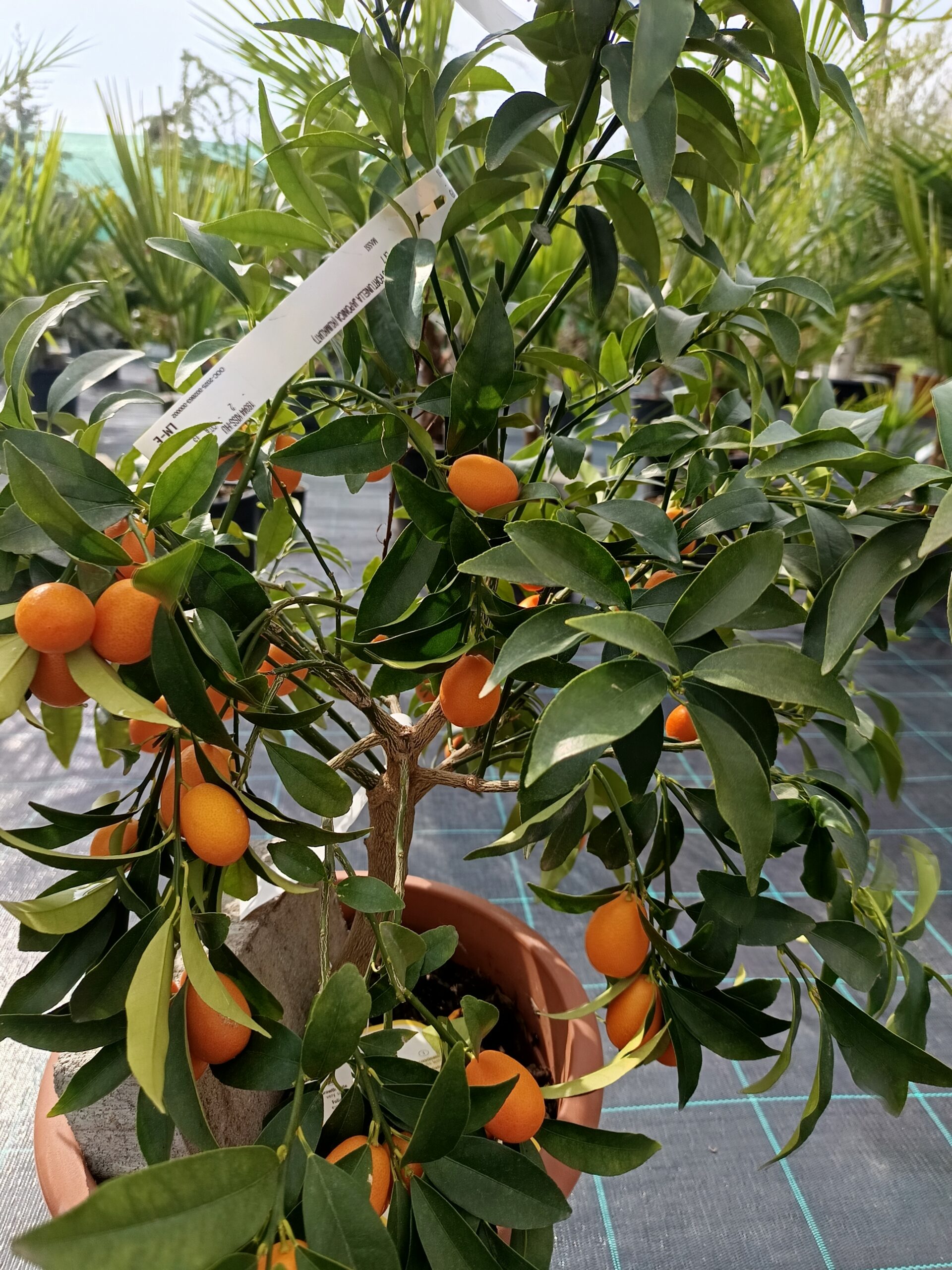 Citrus fortunella 'Kumquat'/ Törpe mandarin - Image 2