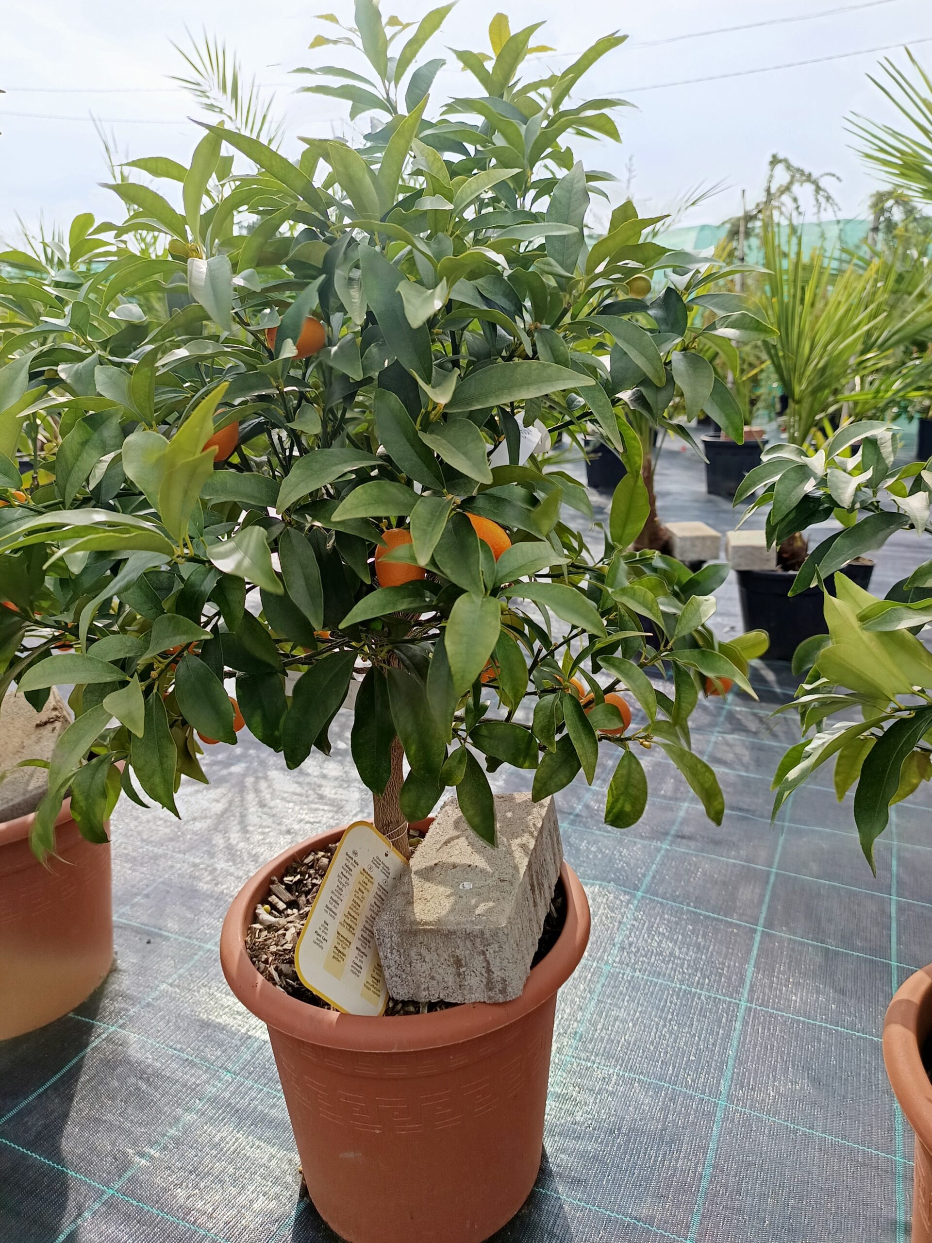Citrus fortunella 'Kumquat'/ Törpe mandarin