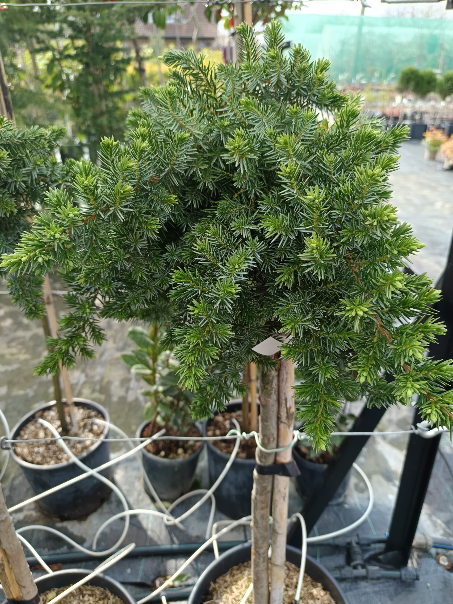 Juniperus conferta 'Blue Pacific'/ Törzsre oltott fövenyboróka - Image 2