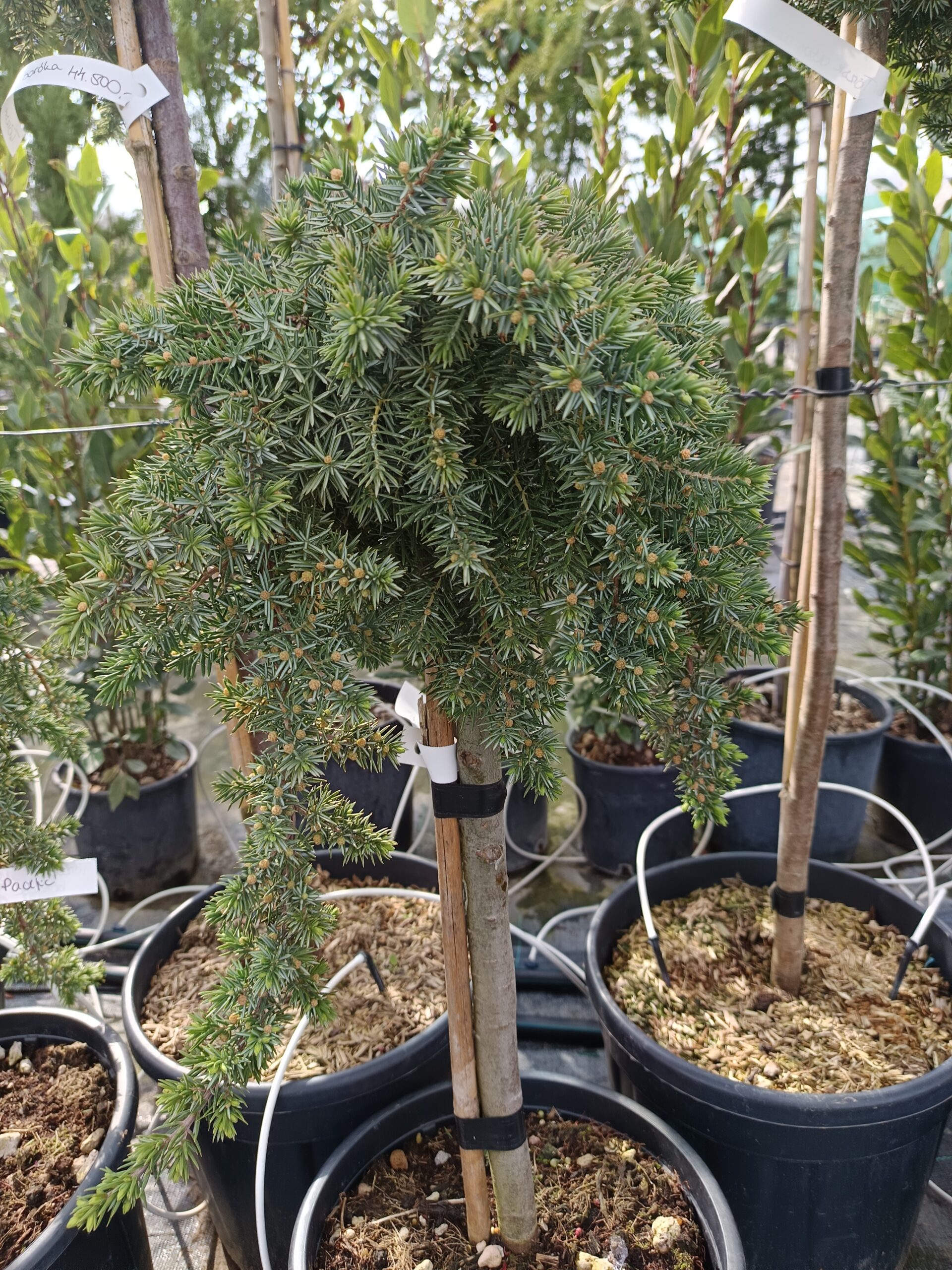 Juniperus conferta 'Blue Pacific'/ Törzsre oltott fövenyboróka