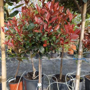 Photinia x fraseri 'Little Red Robin'/ Törzses törpe korallberkenye