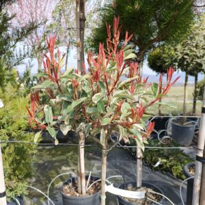 Photinia x fraseni 'Pink Marble'/ Törzses tarkalevelű korallberkenye