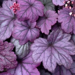 Heuchera 'Sugar Plum'/ Tűzeső (Tűzgyöngyvirág)